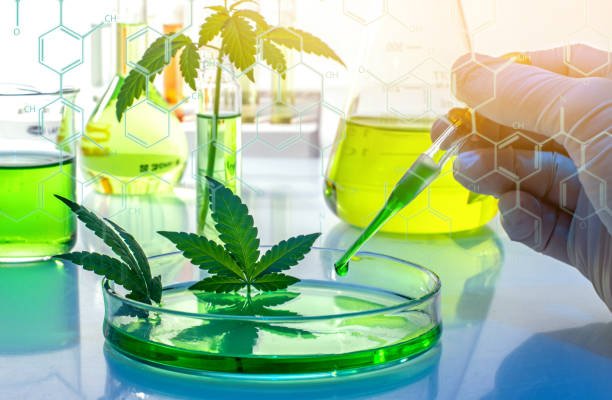 Inside Cut Right Cannabis: Canopy Management & Exotic Genetics