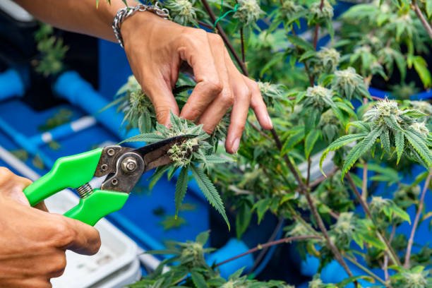 Why Cut Right Cannabis is Setting the Bay Area Craft Standard